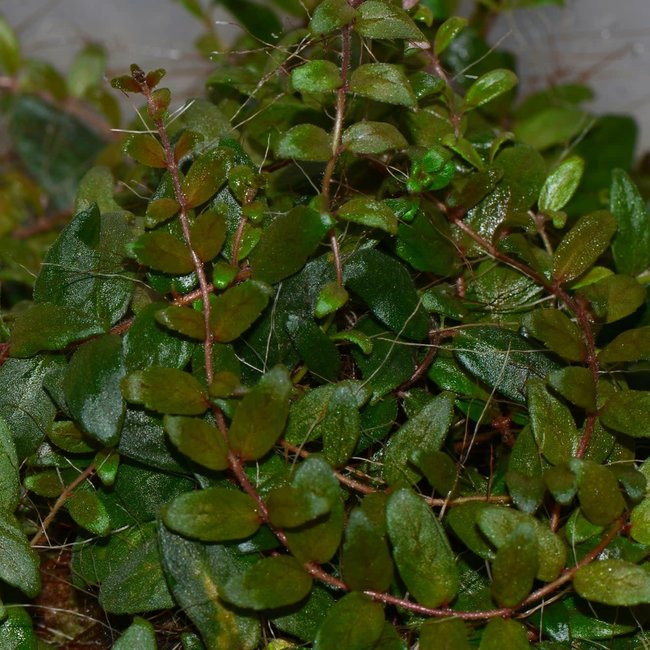 Neomortonia sp. (Gesneriad San Martin)
