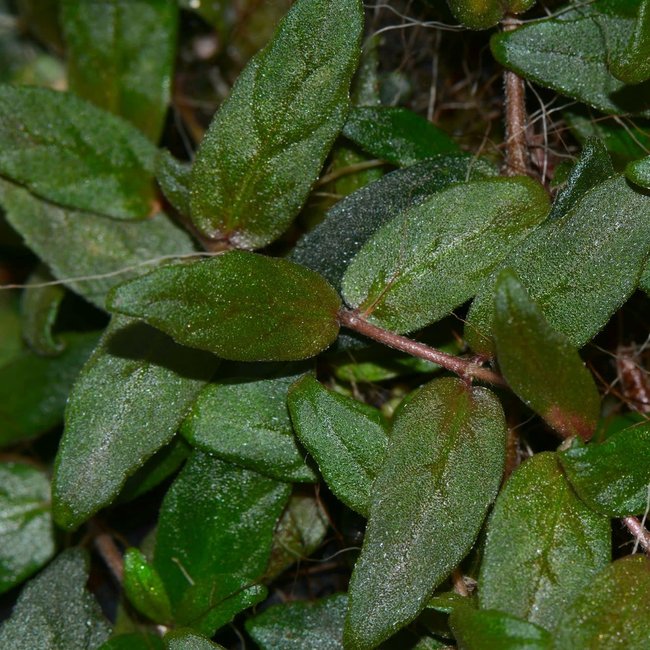 Neomortonia sp. (Gesneriad San Martin)