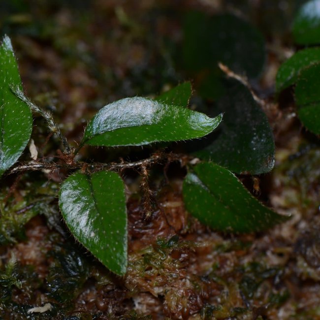 Live Plant Microgramma aff pilloseoides