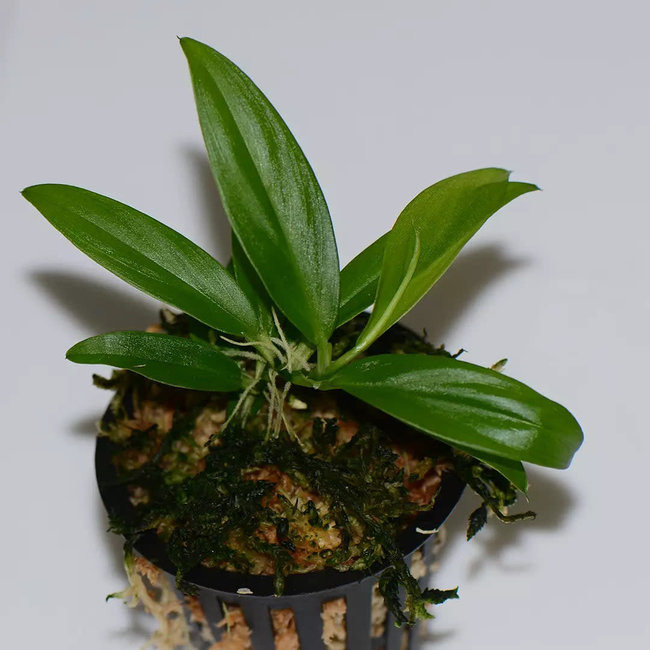 Philodendron sp. dwarf 'Borja Ridge'