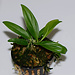 Philodendron sp. dwarf 'Borja Ridge'