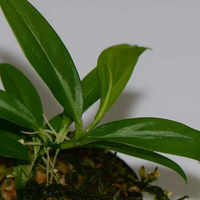 Philodendron sp. dwarf 'Borja Ridge'