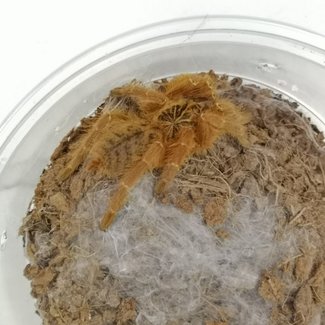 Tarantula Pterinochilus murinus 'OBT' Orange Baboon Tarantula Red Form 2"-3"