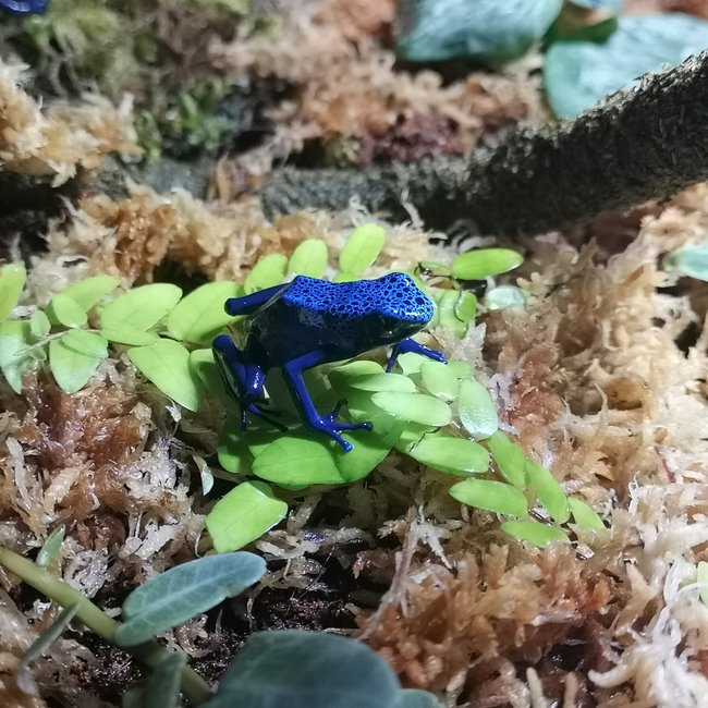 Dendrobates tinctorius 'Azureus' Dart Frog