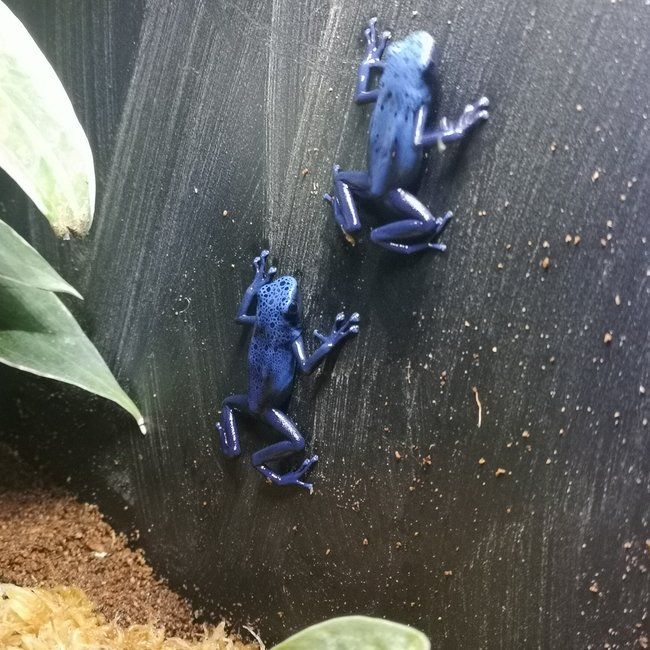Dendrobates tinctorius 'Azureus' Dart Frog
