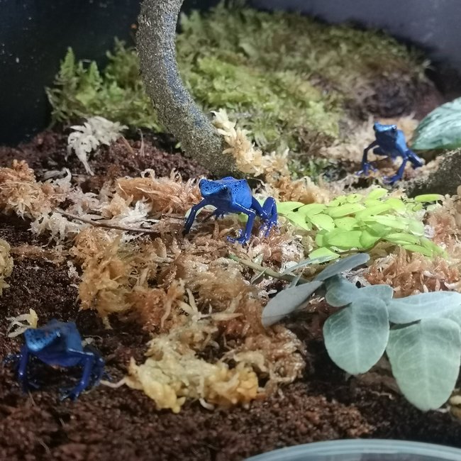 Dendrobates tinctorius 'Azureus' Dart Frog