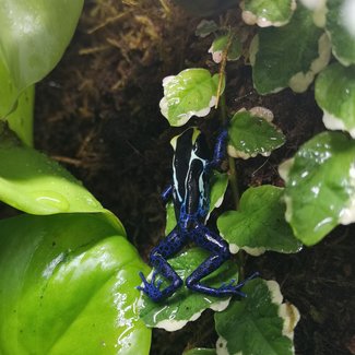 Dendrobates tinctorius 'Cobalt' Dart Frog