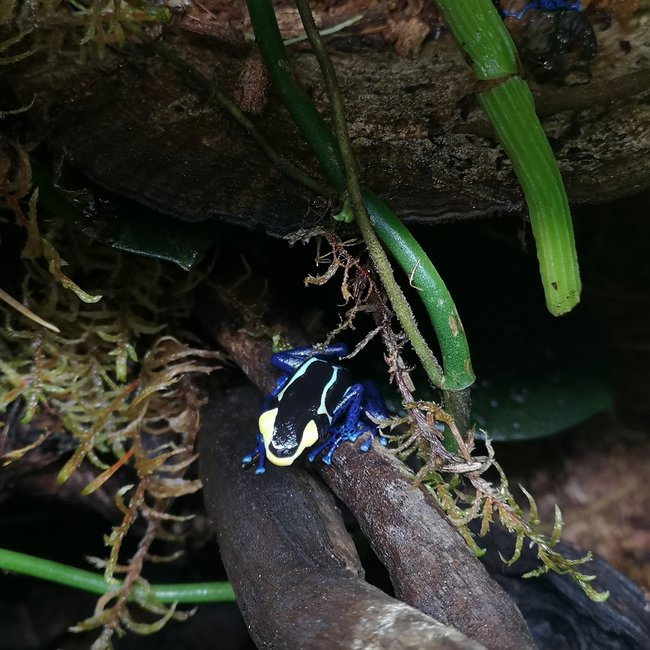 Dart Frog Dendrobates tinctorius 'Cobalt' Dart Frog