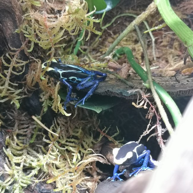 Dart Frog Dendrobates tinctorius 'Cobalt' Dart Frog