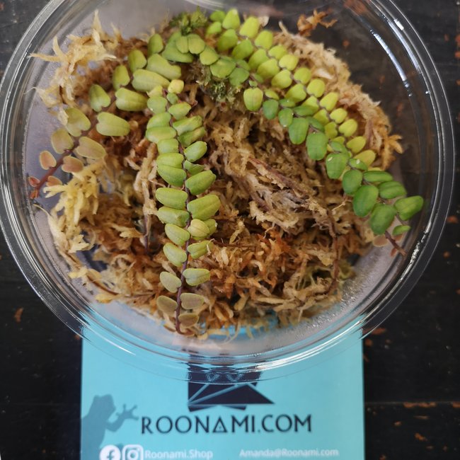 Live Plant Marcgravia sp. - Enano