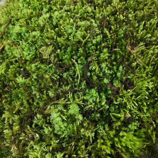Fresh Live Moss Large Portion
