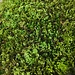Fresh Live Moss Large Portion
