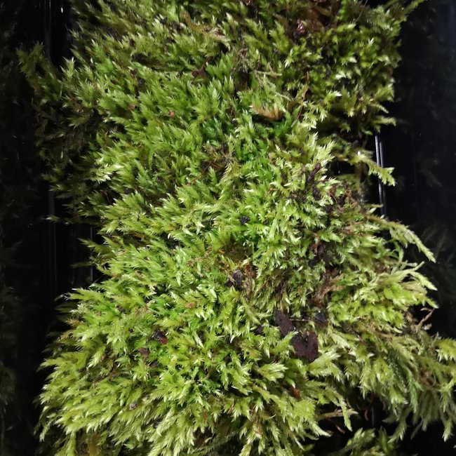 Fresh Live Moss Large Portion