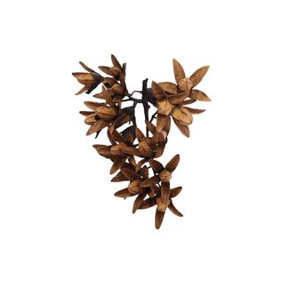 Roonami Dried Toona Flower Pods 10 Pack