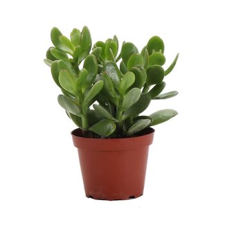 Jade Plant 4" misc
