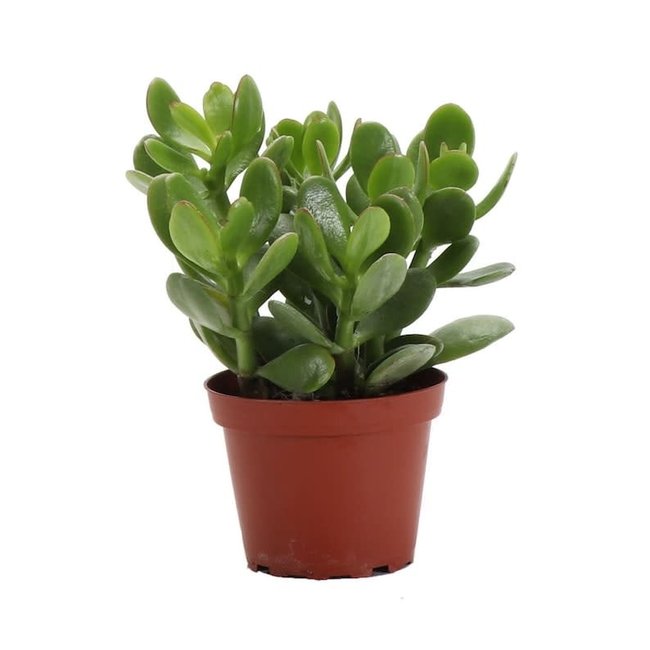 Jade Plant 4" misc