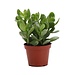 Live Plant Jade Plant 4" misc