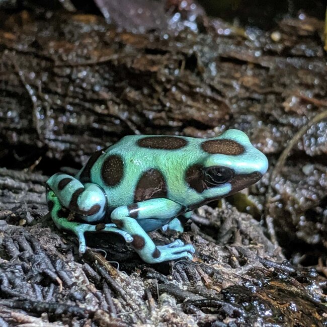 Dart Frog Dendrobates auratus 'Microspot'