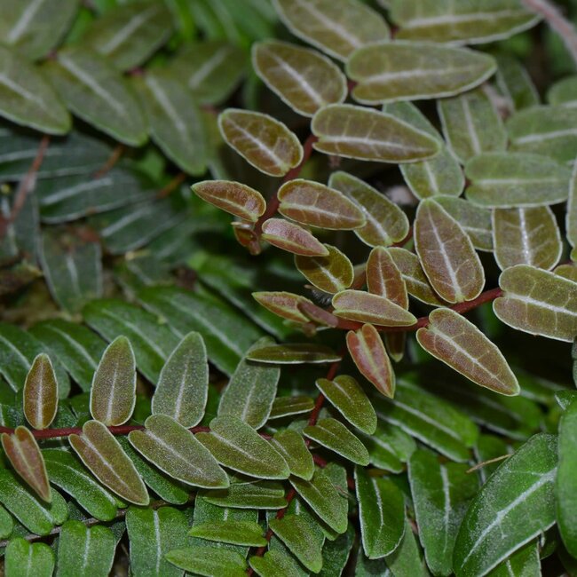 Live Plant Marcgravia umbellata - Red/Pink