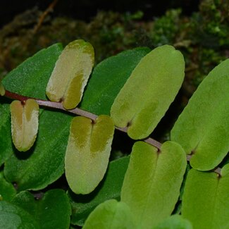Live Plant Marcgravia sp. “Amarillo”