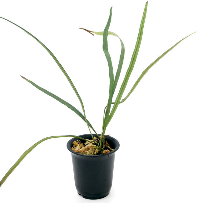 Live Plant Elaphoglossum lanceolatum