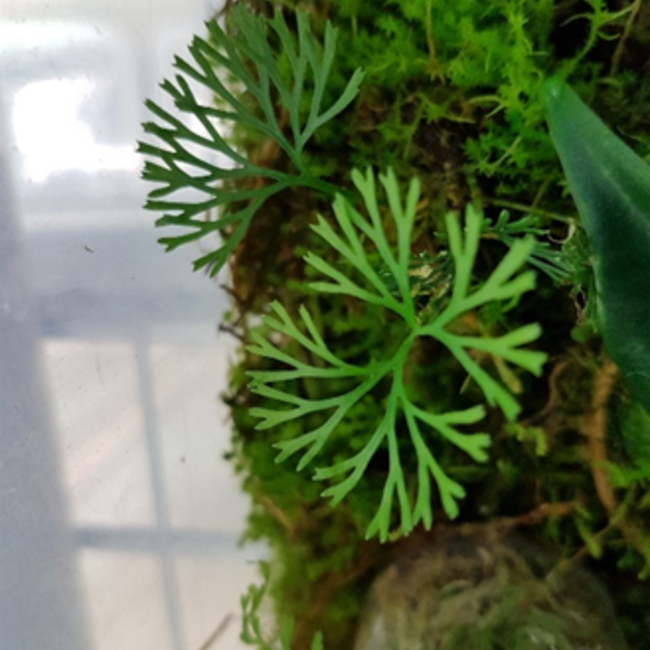 Live Plant Elaphoglossum peltatum – Type 1