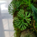 Elaphoglossum peltatum – Type 1