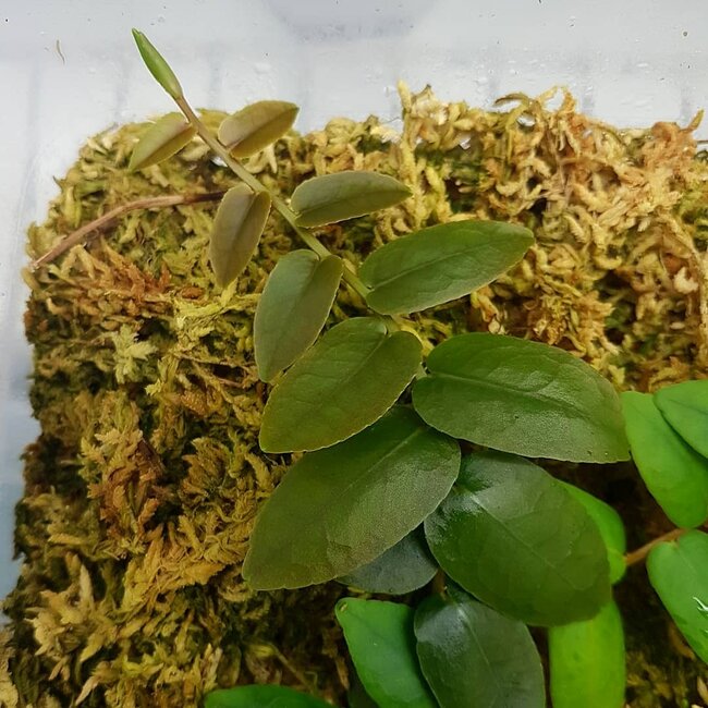 Live Plant Marcgravia sp. Condor