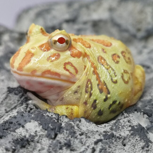 Albino Pacman Frog