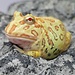 Albino Pacman Frog