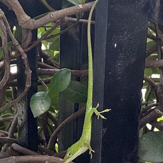 Green Anole Males