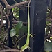 Green Anole Males