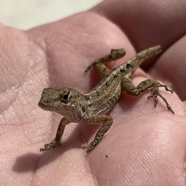 Brown Anoles CBB