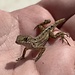 Brown Anoles CBB
