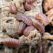 Isopod Armadillo officinalis 'Red'