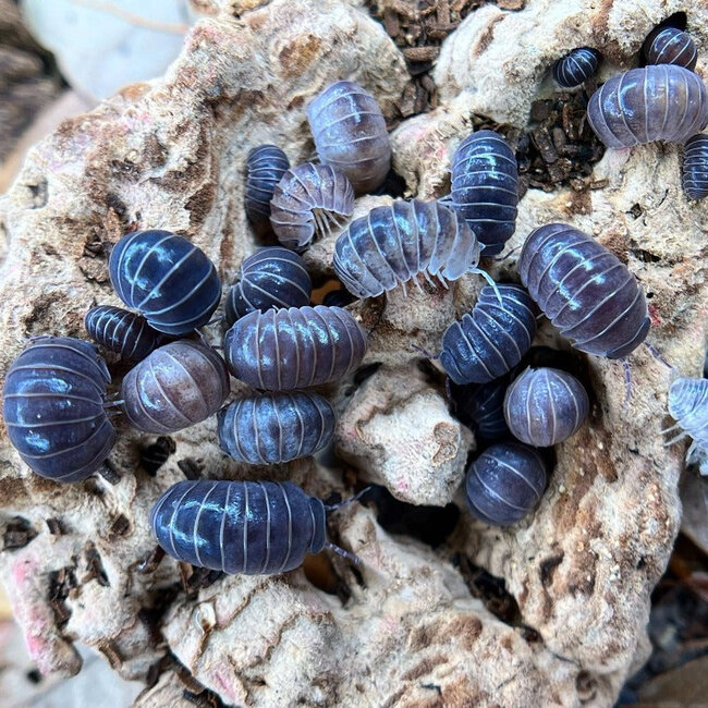 Isopod Armadillo officinalis 'Greece'