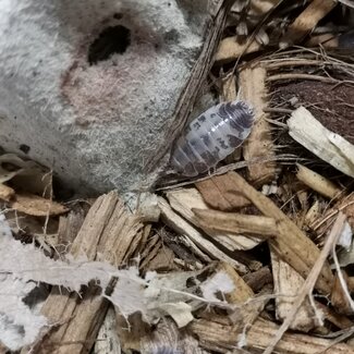 Porcellio laevis 'Milkback' 10pk Isopod