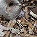 Isopod Porcellio laevis 'Milkback' 10pk Isopod