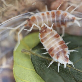 Porcellionides pruinosus 'Creamsicle'