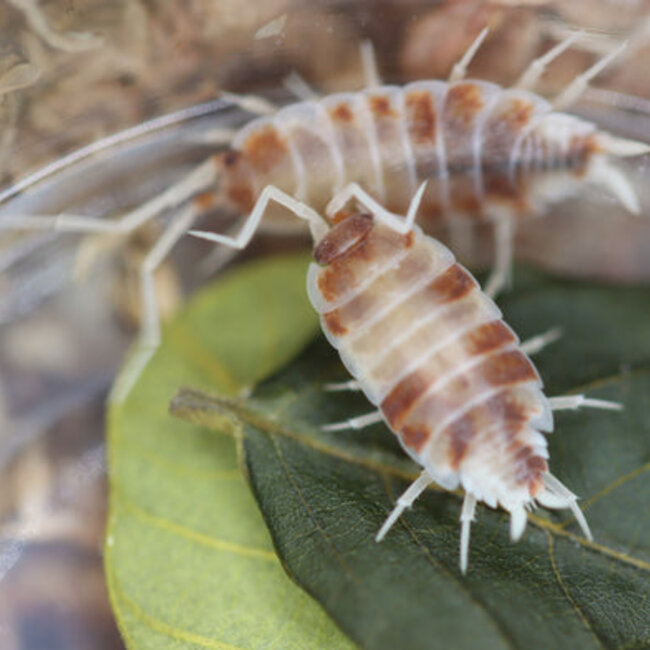 Porcellionides pruinosus 'Creamsicle'