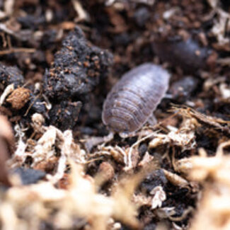Porcellio dilatatus 'Giant Canyon' 10pk