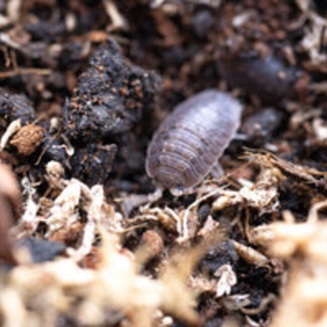 Porcellio dilatatus 'Giant Canyon' 10pk
