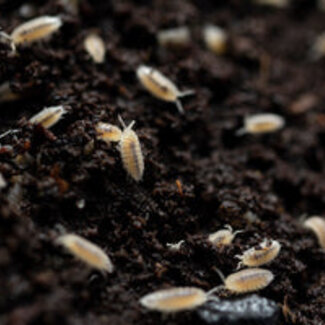 Dwarf White Isopods