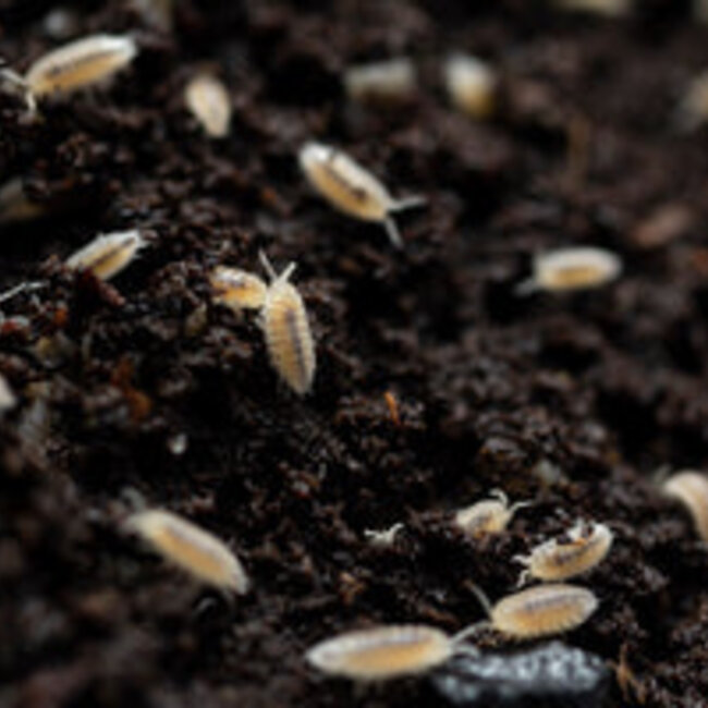 Dwarf White Isopods