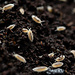 Dwarf White Isopods