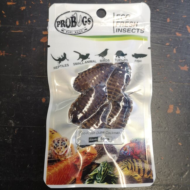 ProBugs Eco-Fresh Dubia Cockroach 5 Pack