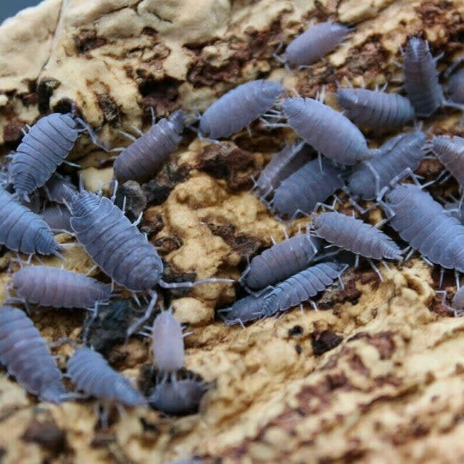 Powder Blue Isopods (Porcellionides pruinosus) 20 Pack