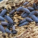 Isopod Powder Blue Isopods (Porcellionides pruinosus) 20 Pack