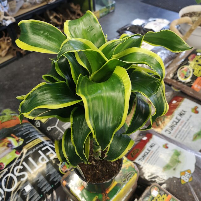 Live Plant Dracaena Cane 6"