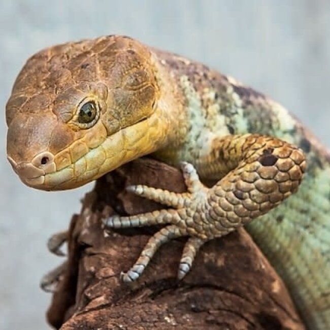 PREORDER Monkey Tail Skink